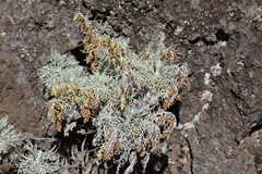Artemisia mauiensis