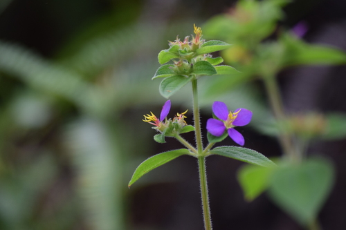 Image of Chaetogastra herbacea by (c) velodrome, some rights reserved (CC BY)