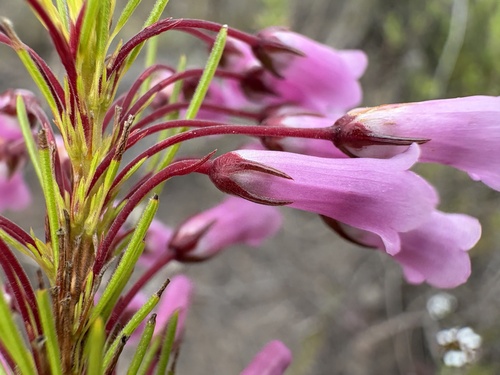 Bontebok Heath (Erica filamentosa)
