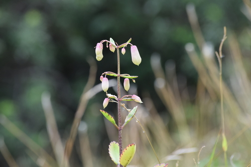 Kalanchoe pinnata
