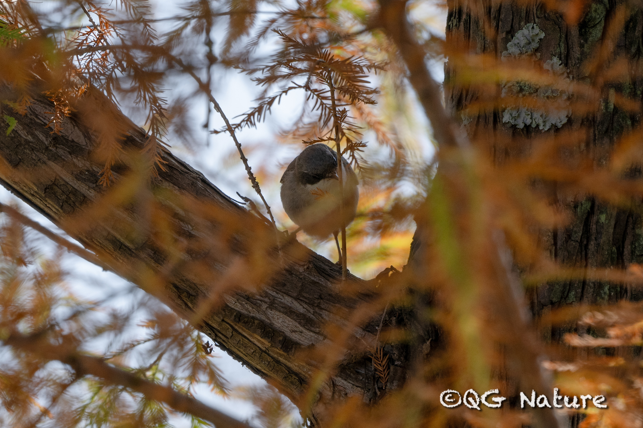 Lesser Whitethroat