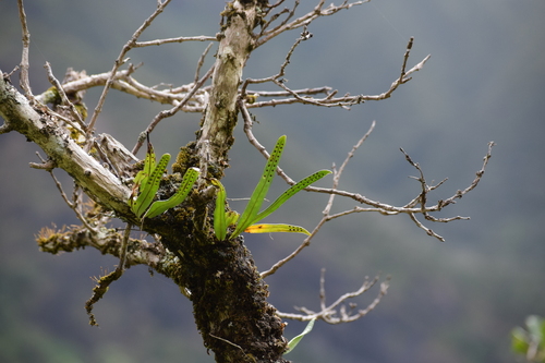 Lepisorus thunbergianus observed 2024-12-31