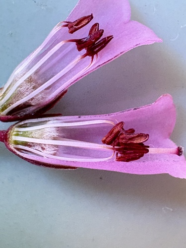 Image of Bontebok Heath (Erica filamentosa) by (c) Charleen Brunke, some rights reserved (CC BY)