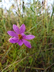 Sabatia gentianoides