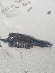 Callorhinchus capensis