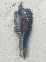 Callorhinchus capensis