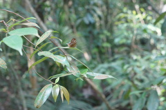 Abisara savitri