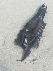 Callorhinchus capensis