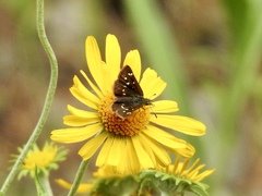 Piruna polingii