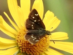 Piruna polingii