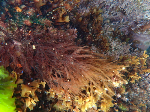 Cystoclonium purpureum observed 2024-05-14