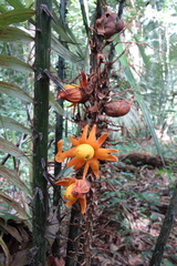 Astrocaryum paramaca