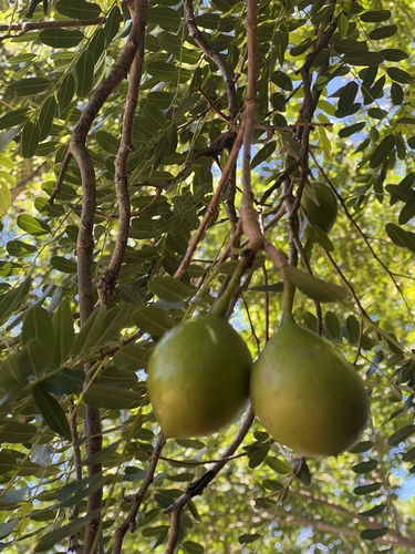 Mafurreira