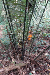 Astrocaryum paramaca