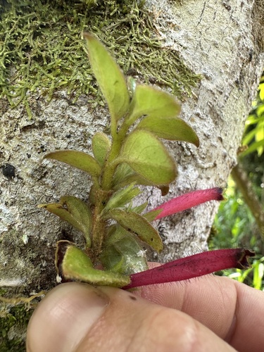 Columnea colombiana