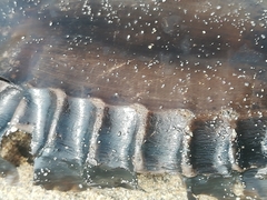 Callorhinchus capensis