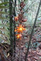 Astrocaryum paramaca