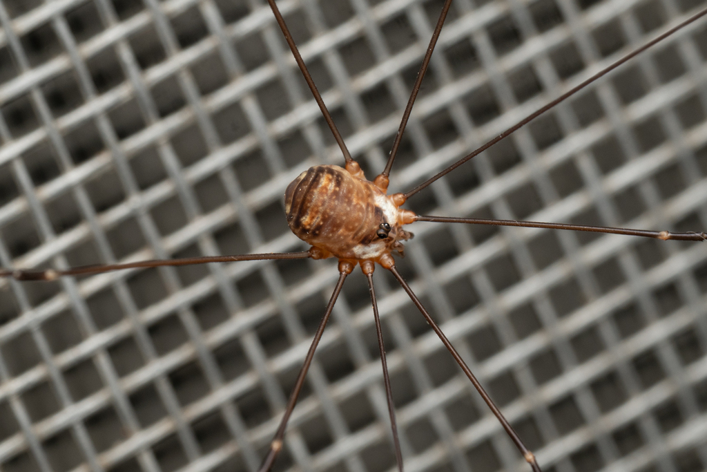 Krusa annulata