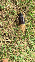 Nicrophorus humator