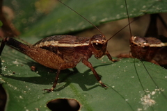 Lebinthus lanyuensis