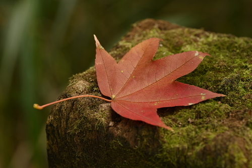 Image of Acer serrulatum by (c) 曾昱承 Yu-Cheng Zeng, some rights reserved (CC BY)