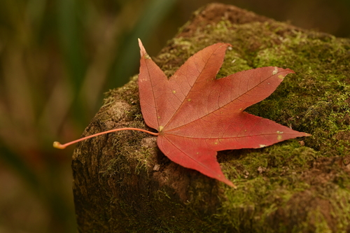 Image of Acer serrulatum by (c) 曾昱承 Yu-Cheng Zeng, some rights reserved (CC BY)