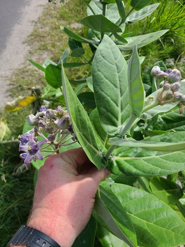 Calotropis gigantea