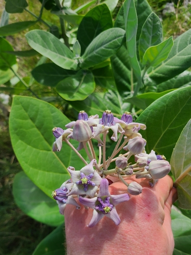 Calotropis gigantea