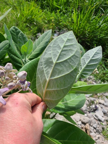 Calotropis gigantea