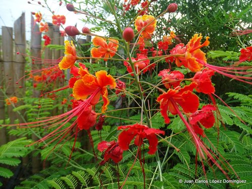 Caesalpinia pulcherrima iNat (2)
