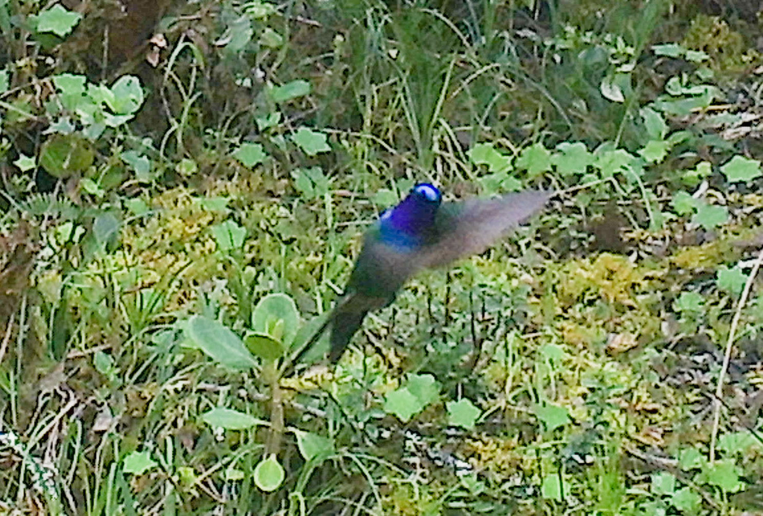 Purple-throated Sunangel (Heliangelus viola), photo 8