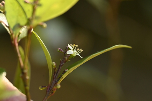 Image of Skimmia japonica by (c) 曾昱承 Yu-Cheng Zeng, some rights reserved (CC BY)