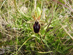 Maltese Ophrys (Ophrys melitensis)