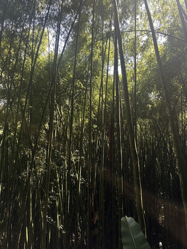 Guadua angustifolia, photograph 5