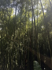 Guadua angustifolia, photograph (c) Nicolás Baresch Uribe, some rights reserved (CC BY)