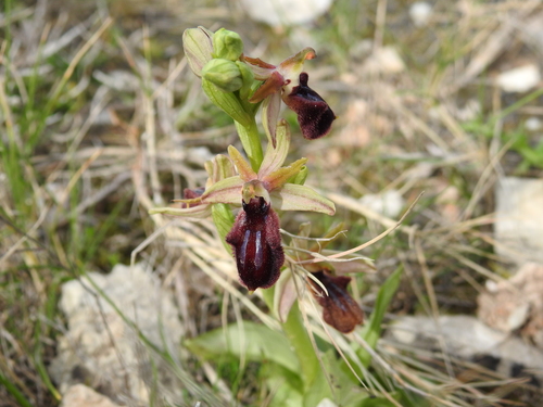Ophrys × flavicans, photograph 6