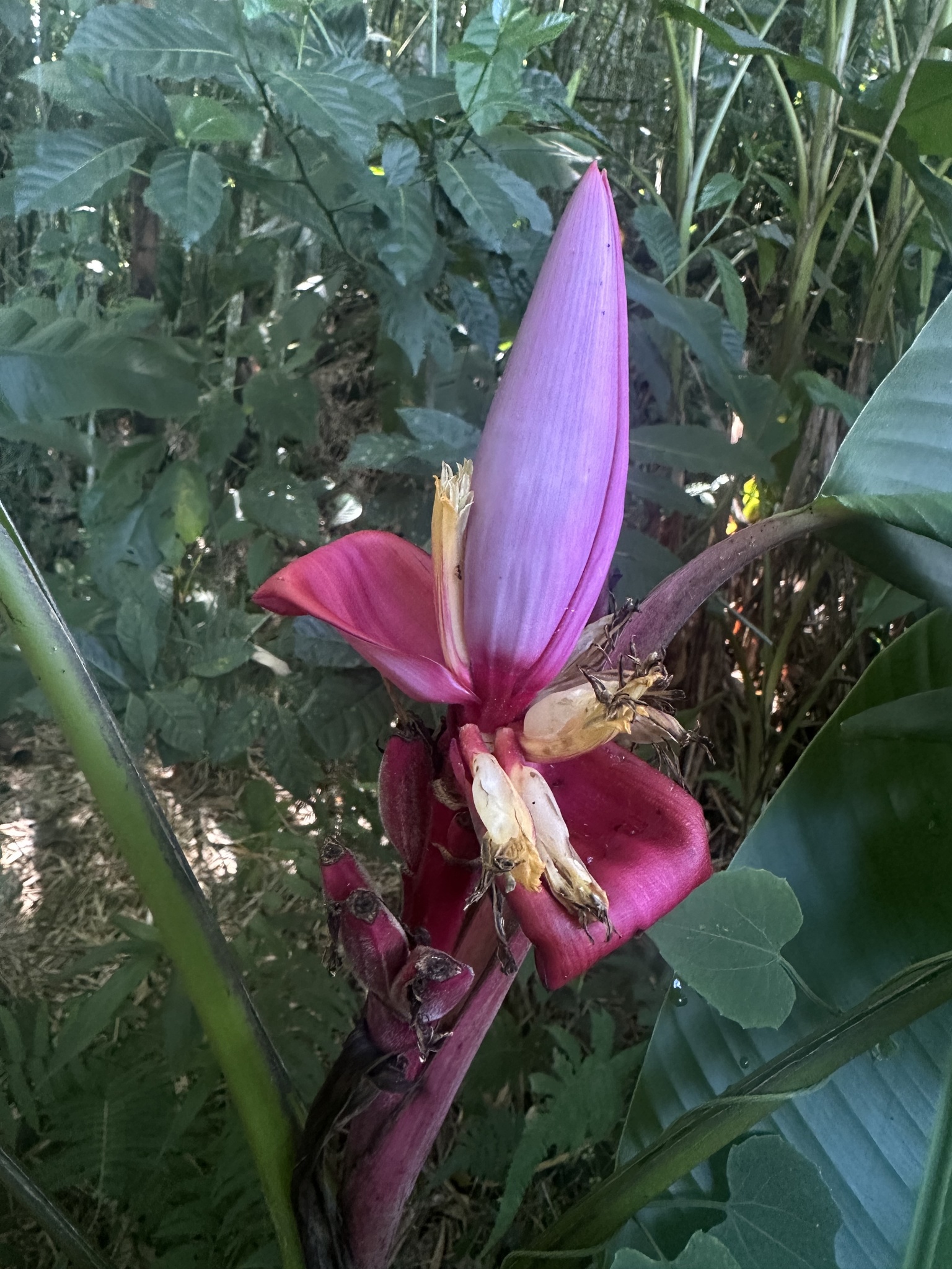 Imagem de Bananeira de jardim
