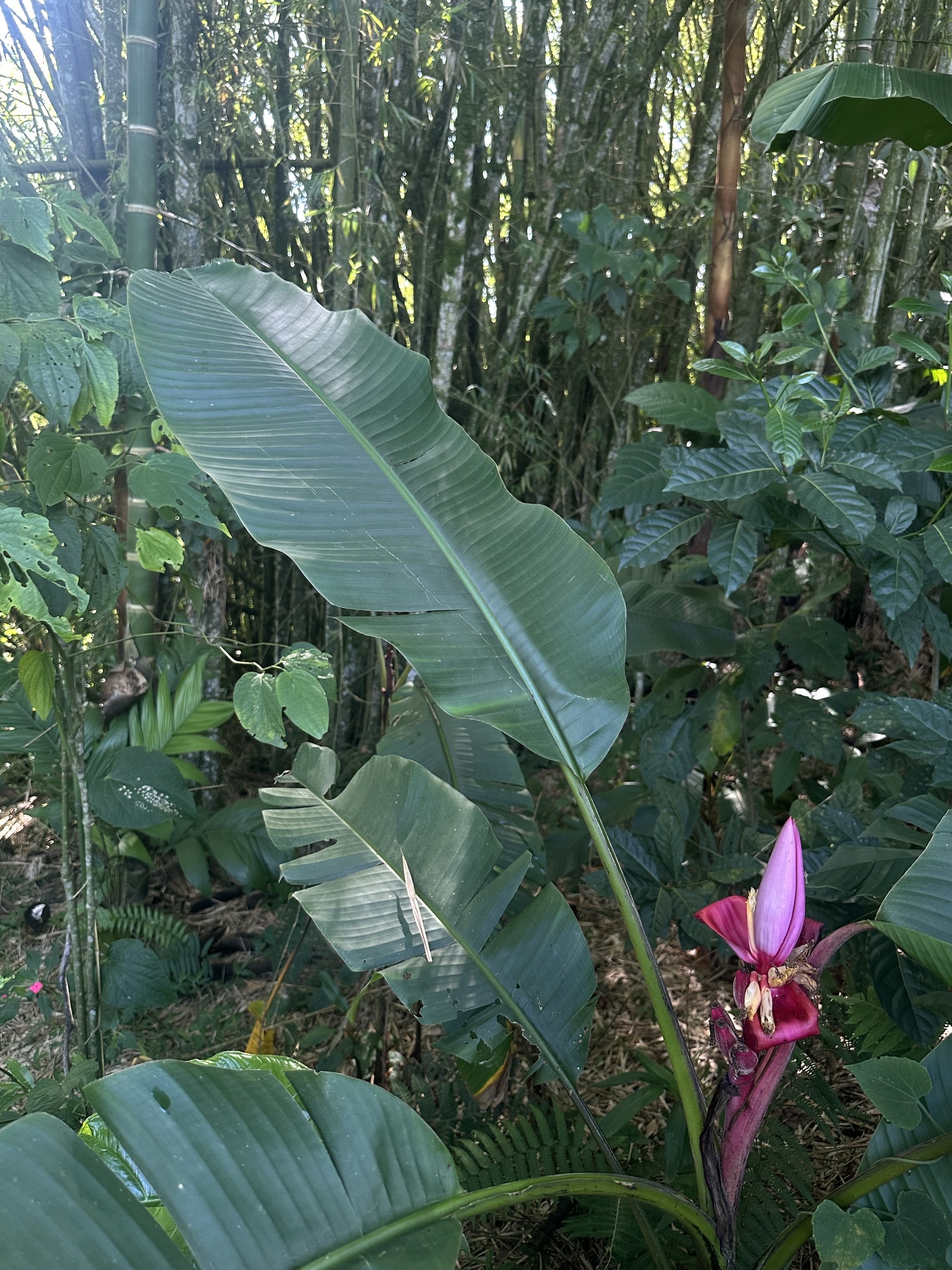Imagem de Bananeira de jardim