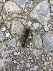 Spilosoma lubricipeda