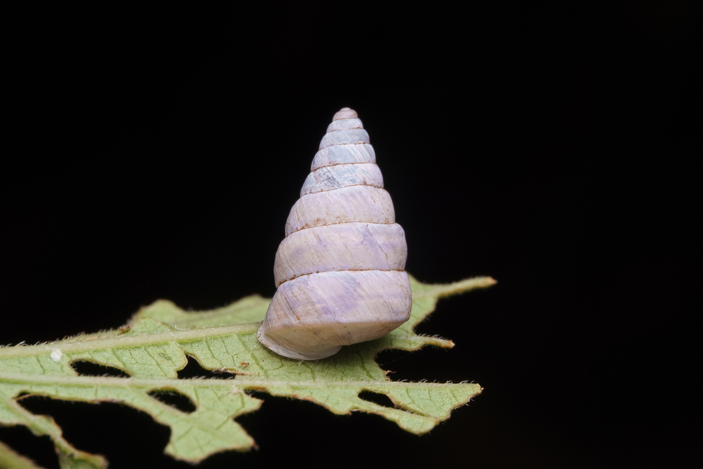 Pseudobuliminus