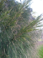 Casuarina