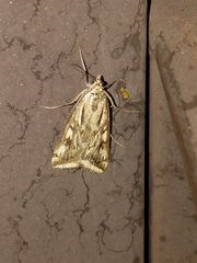 Loxostege cereralis