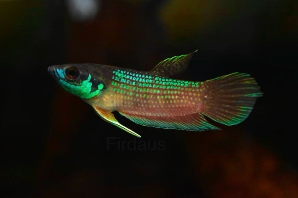 Satun Betta
