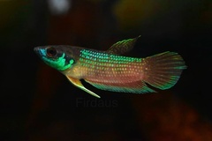 Satun Betta photo 1