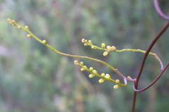 Cassytha paniculata