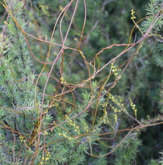 Cassytha paniculata