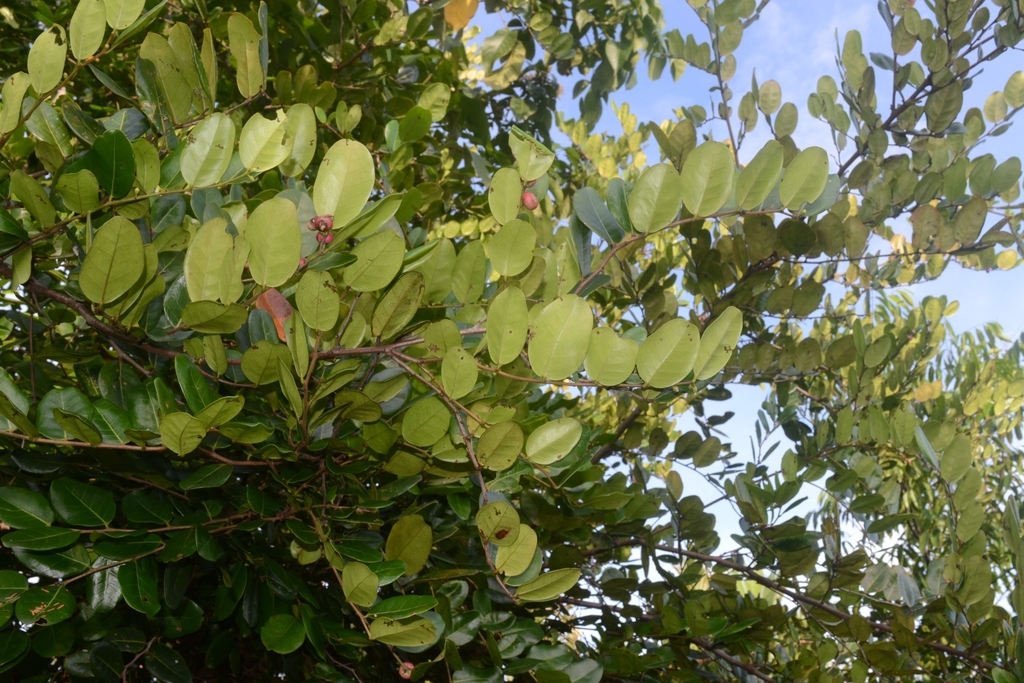 Glochidion littorale (Glochidion littorale)