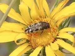 Acmaeodera bowditchi