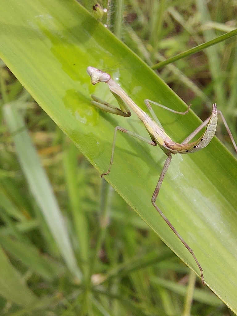 Oxyopsis media