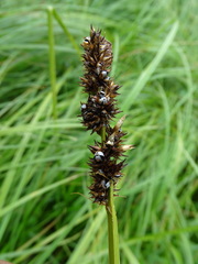 Anthracoidea fischeri